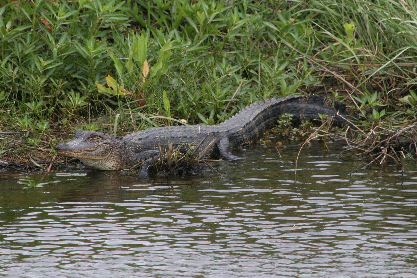 Alligator #0041 — BayouSelf Wildlife Archive | Louisiana Alligator Photo Download