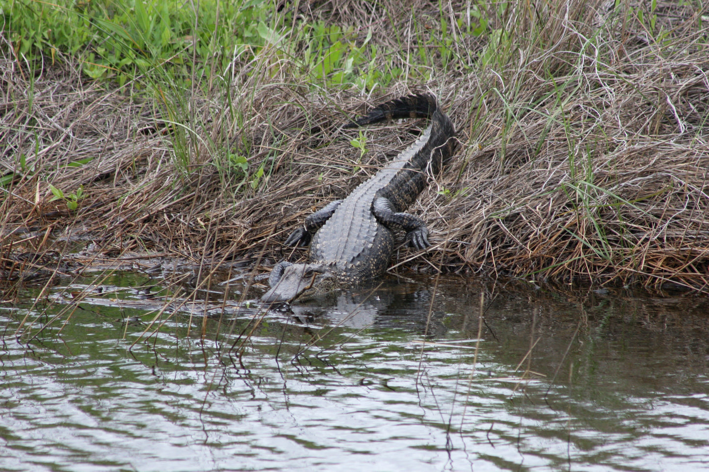Alligator #0004 — BayouSelf Wildlife Archive