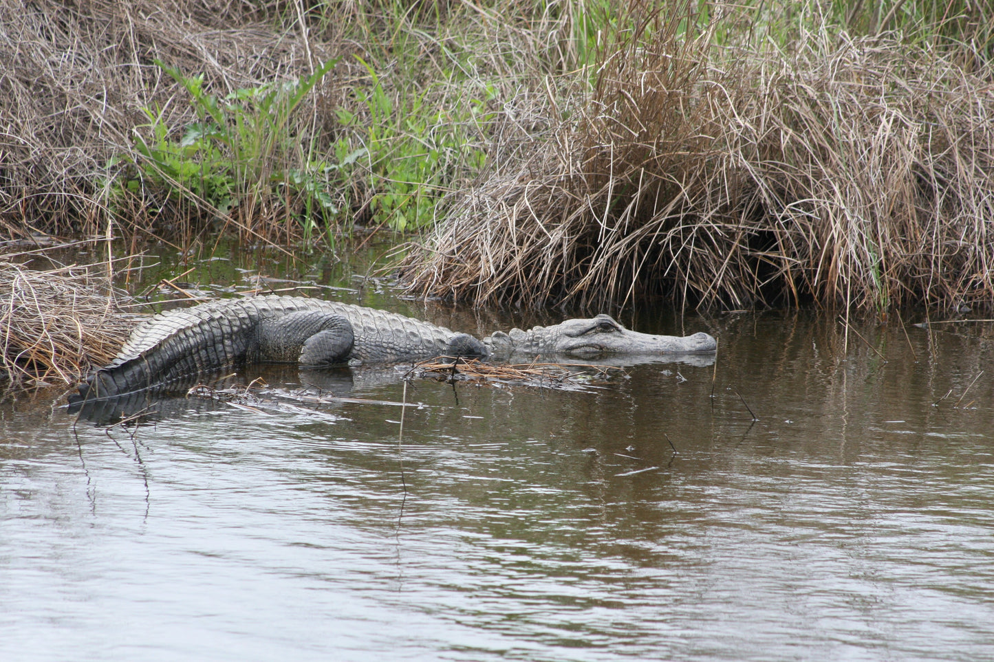 Alligator #0005 — BayouSelf Wildlife Archive