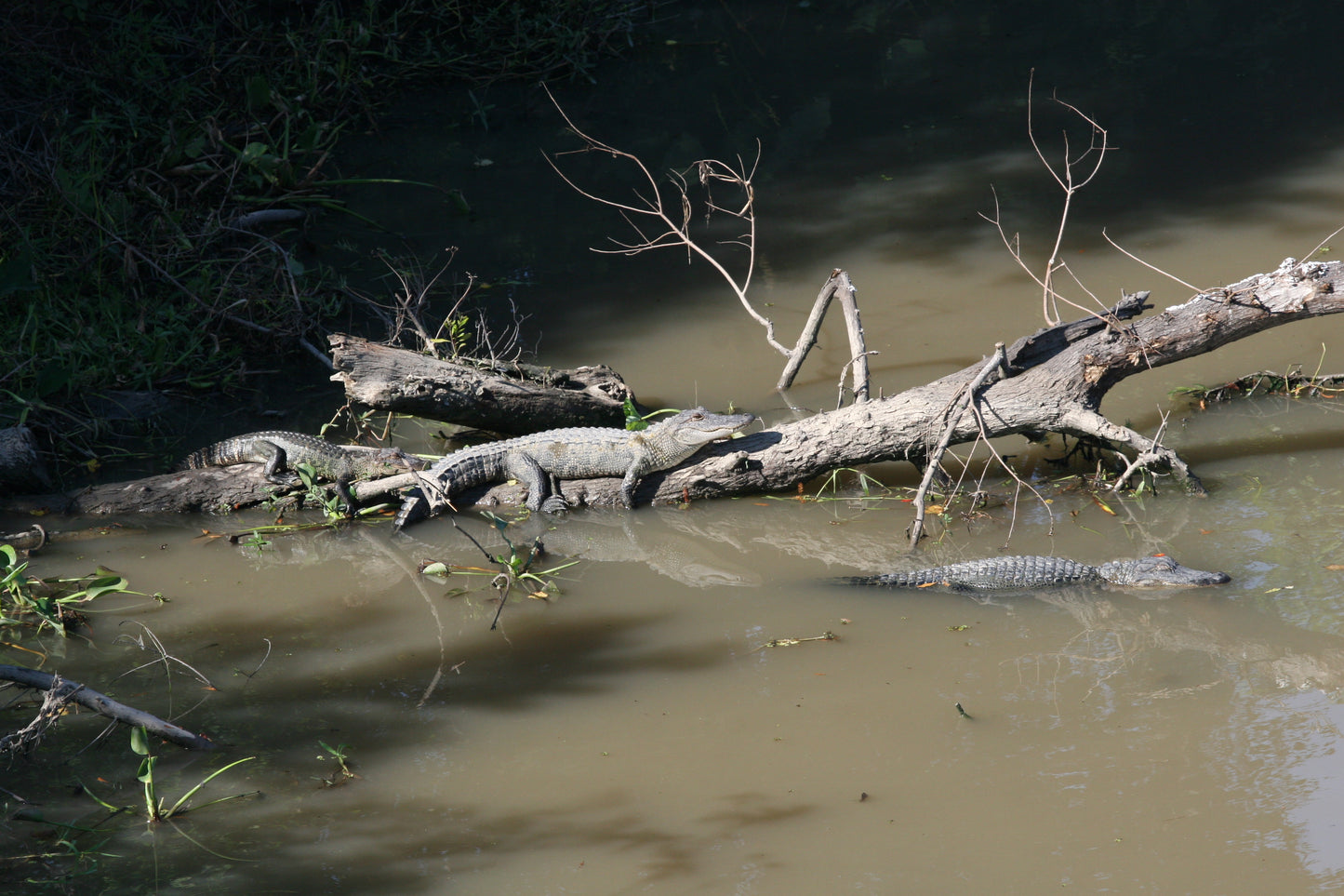Alligator #0002 — BayouSelf Wildlife Archive