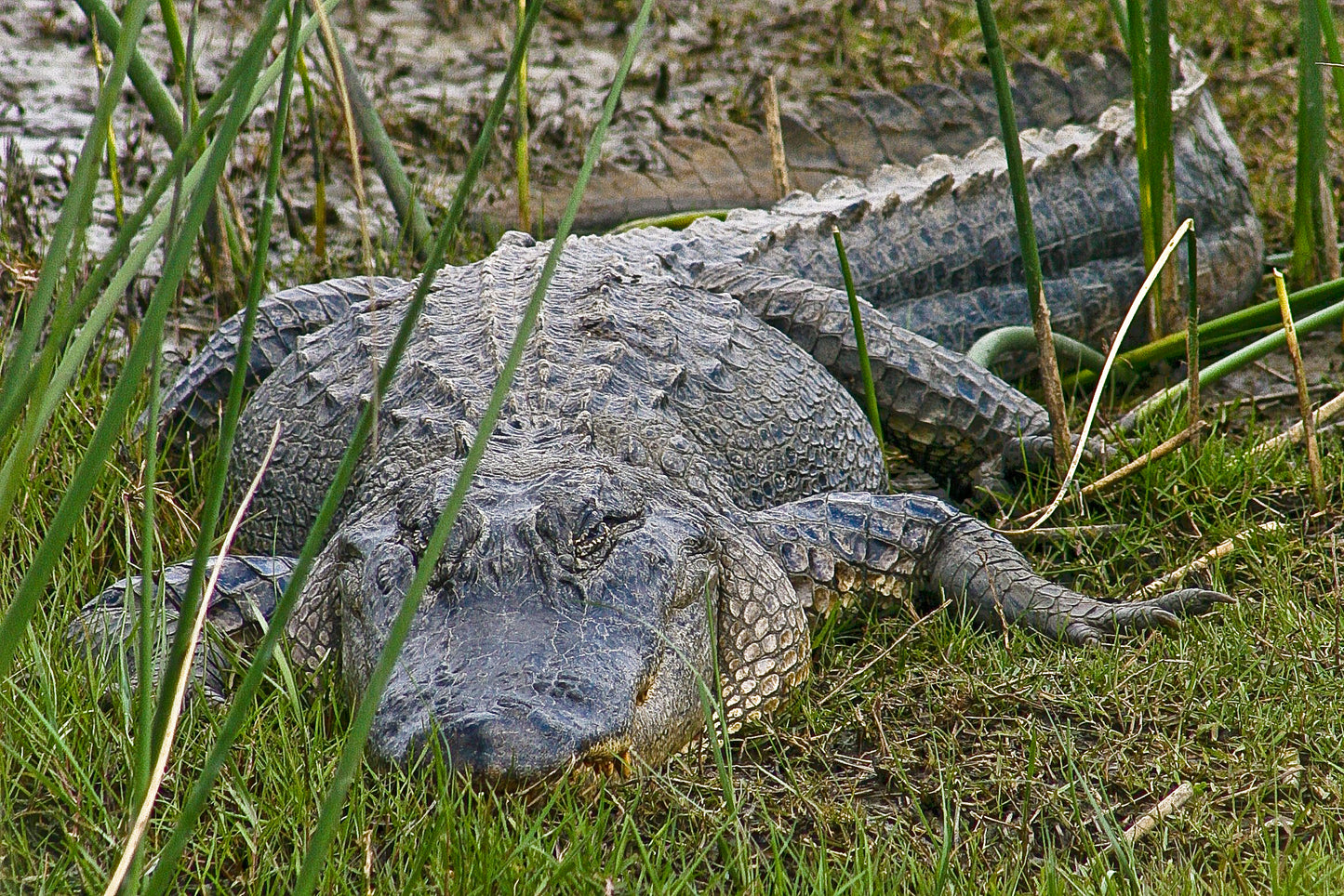 Alligator #0009 — BayouSelf Wildlife Archive