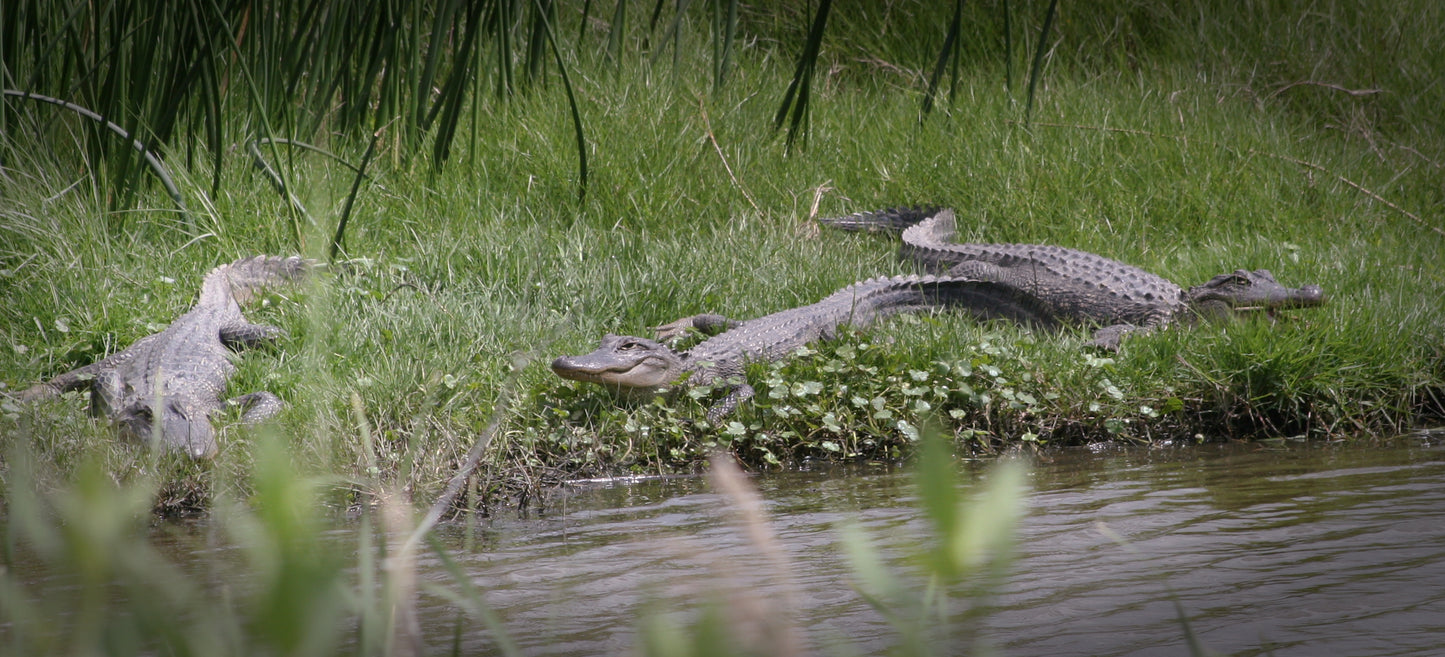 Alligator #0020 — BayouSelf Wildlife Archive