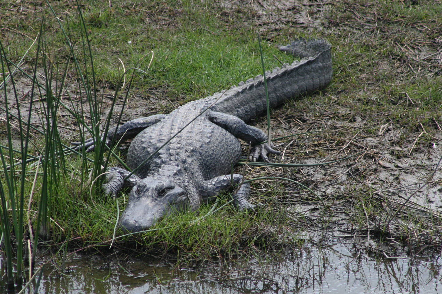 Alligator #0024 — BayouSelf Wildlife Archive