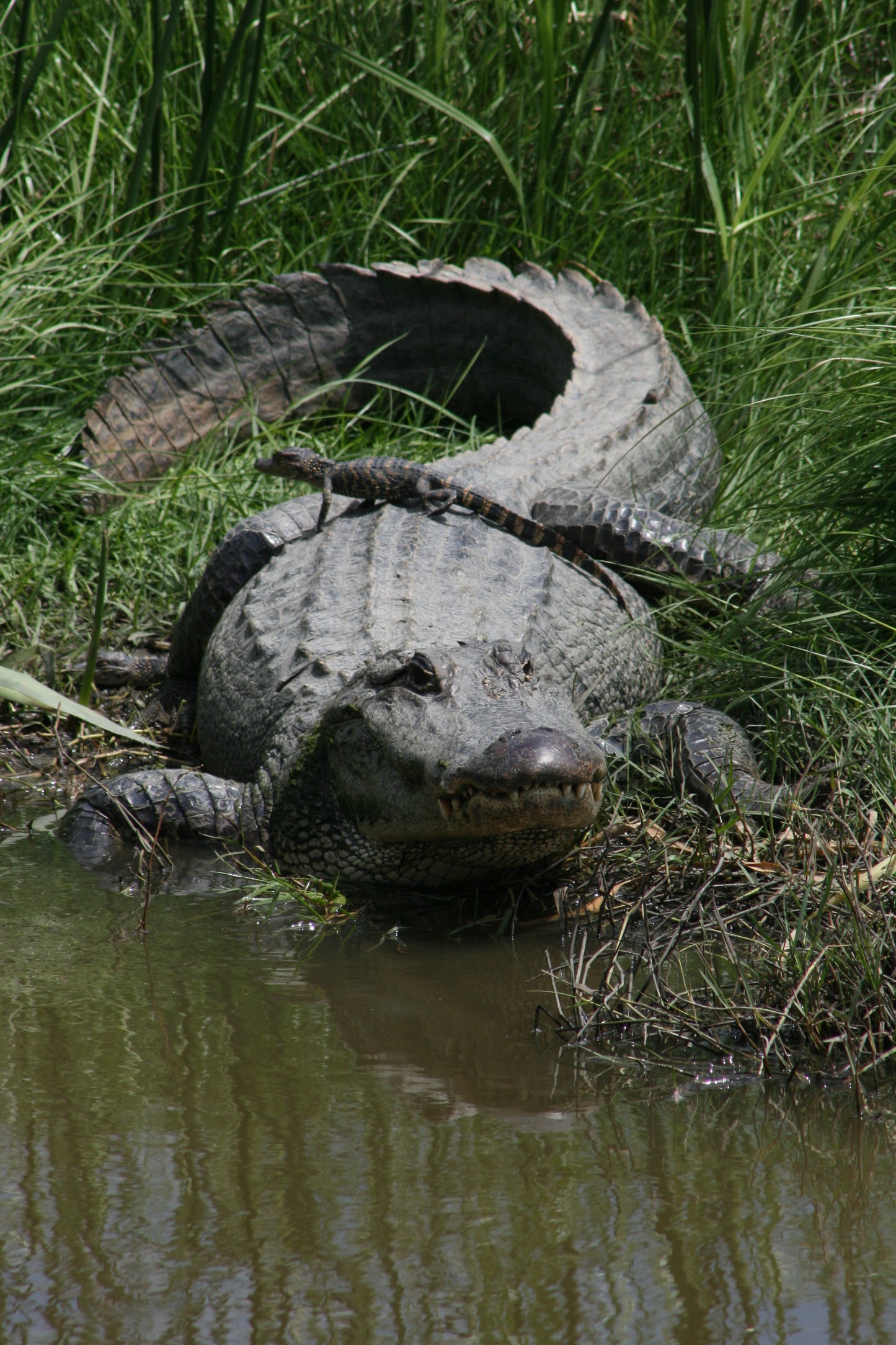 Alligator #0022 — BayouSelf Wildlife Archive