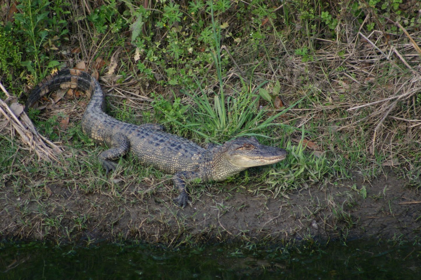 Alligator #0029 — BayouSelf Wildlife Archive | Louisiana Alligator Photo Download