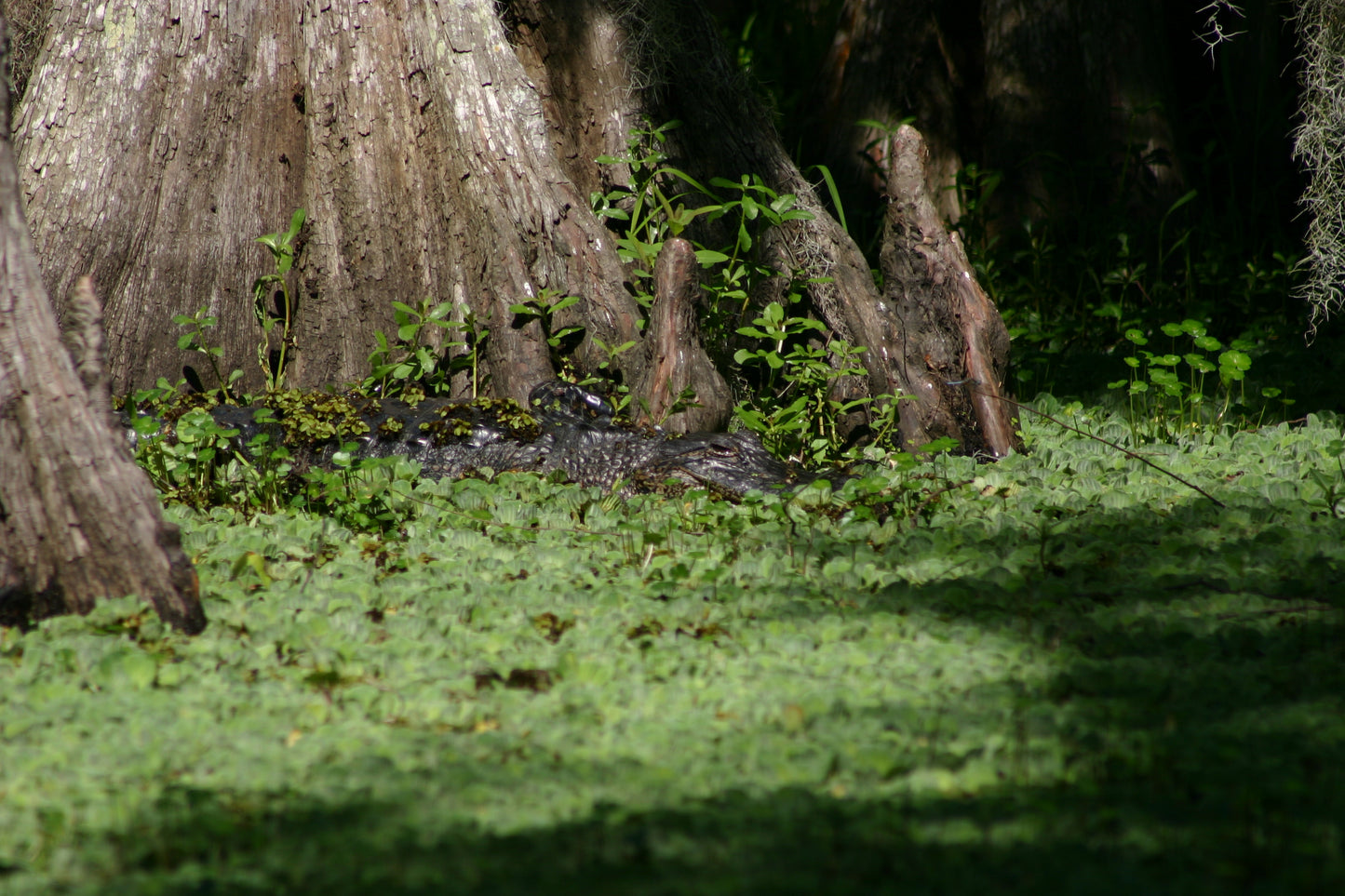 Alligator #0031 — BayouSelf Wildlife Archive | Louisiana Alligator Photo Download