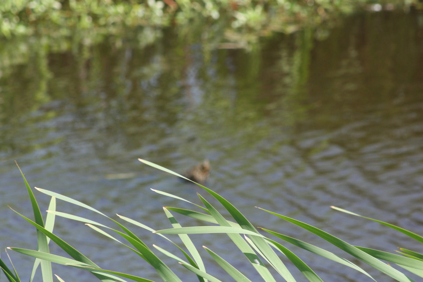 Alligator #0044 — BayouSelf Wildlife Archive | Louisiana Alligator Photo Download