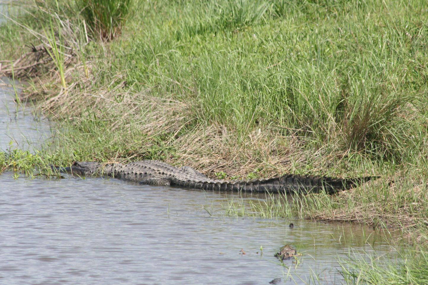Alligator #0045 — BayouSelf Wildlife Archive | Louisiana Alligator Photo Download