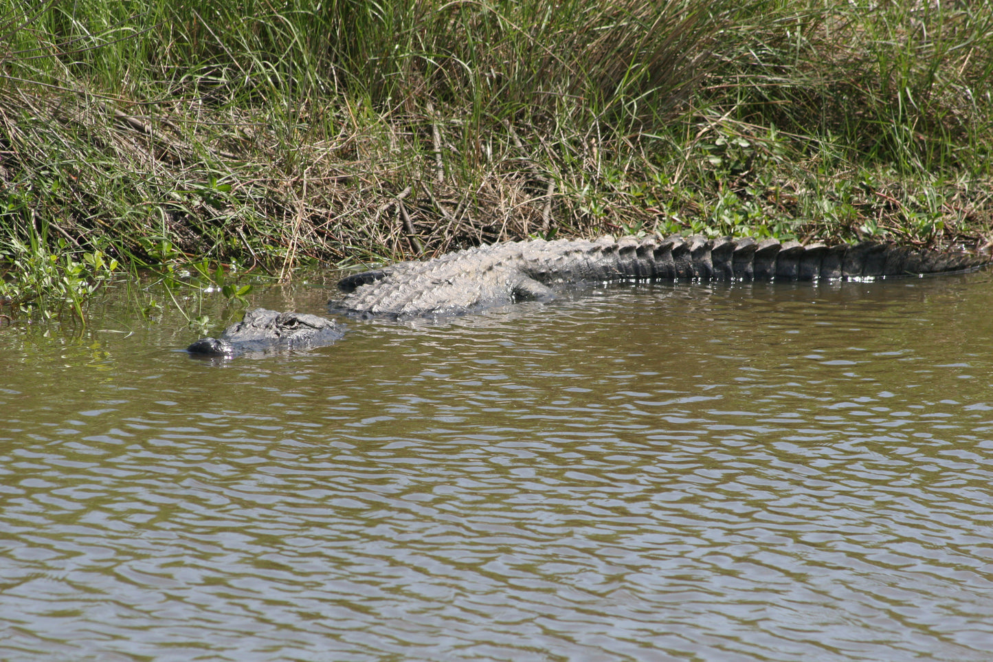 Alligator #0046 — BayouSelf Wildlife Archive | Louisiana Alligator Photo Download