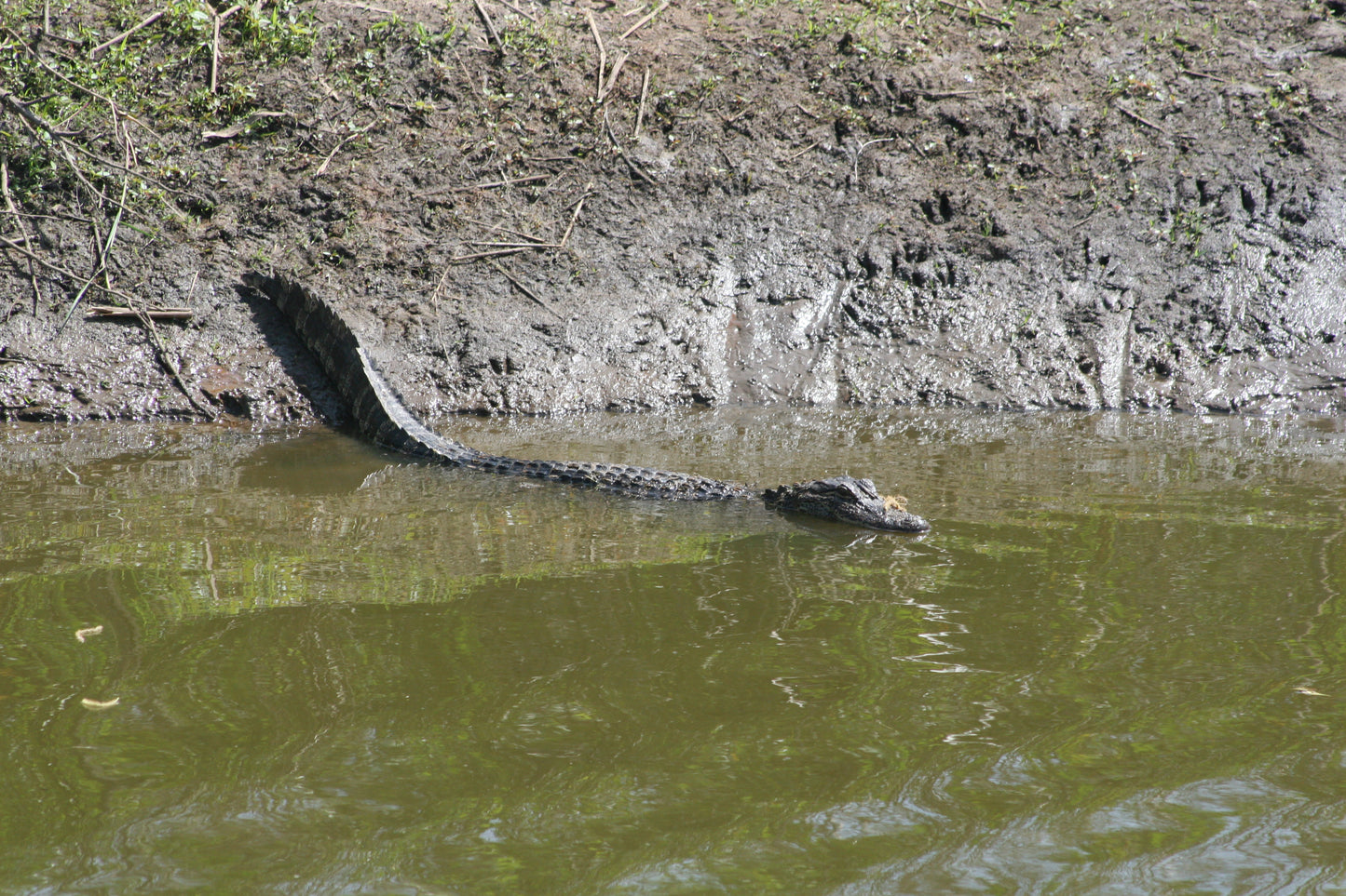 Alligator #0047 — BayouSelf Wildlife Archive | Louisiana Alligator Photo Download