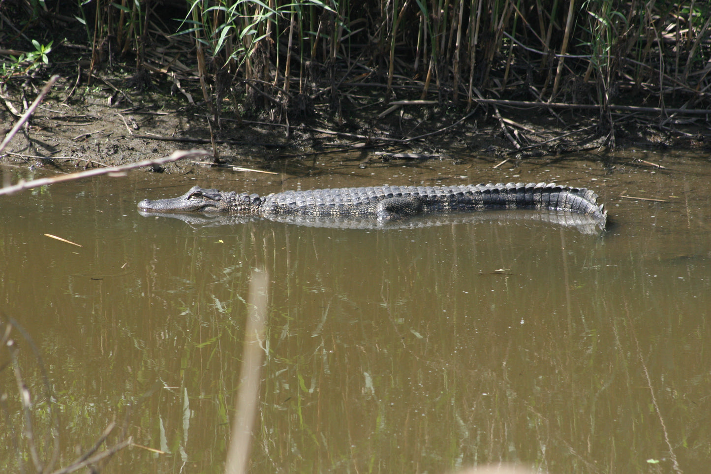 Alligator #0048 — BayouSelf Wildlife Archive | Louisiana Alligator Photo Download