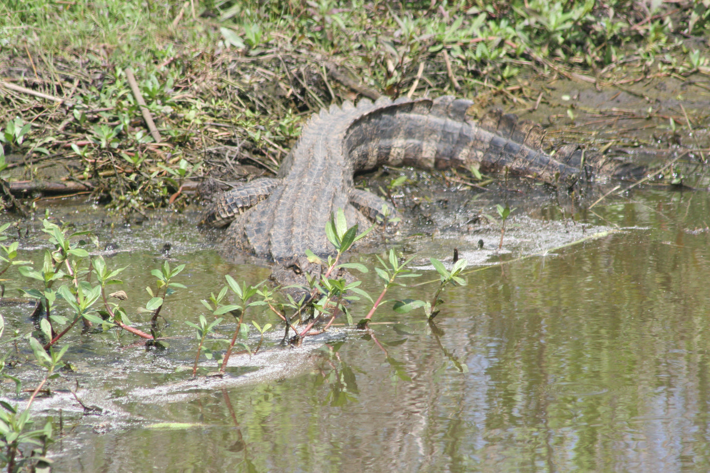 Alligator #0049 — BayouSelf Wildlife Archive | Louisiana Alligator Photo Download