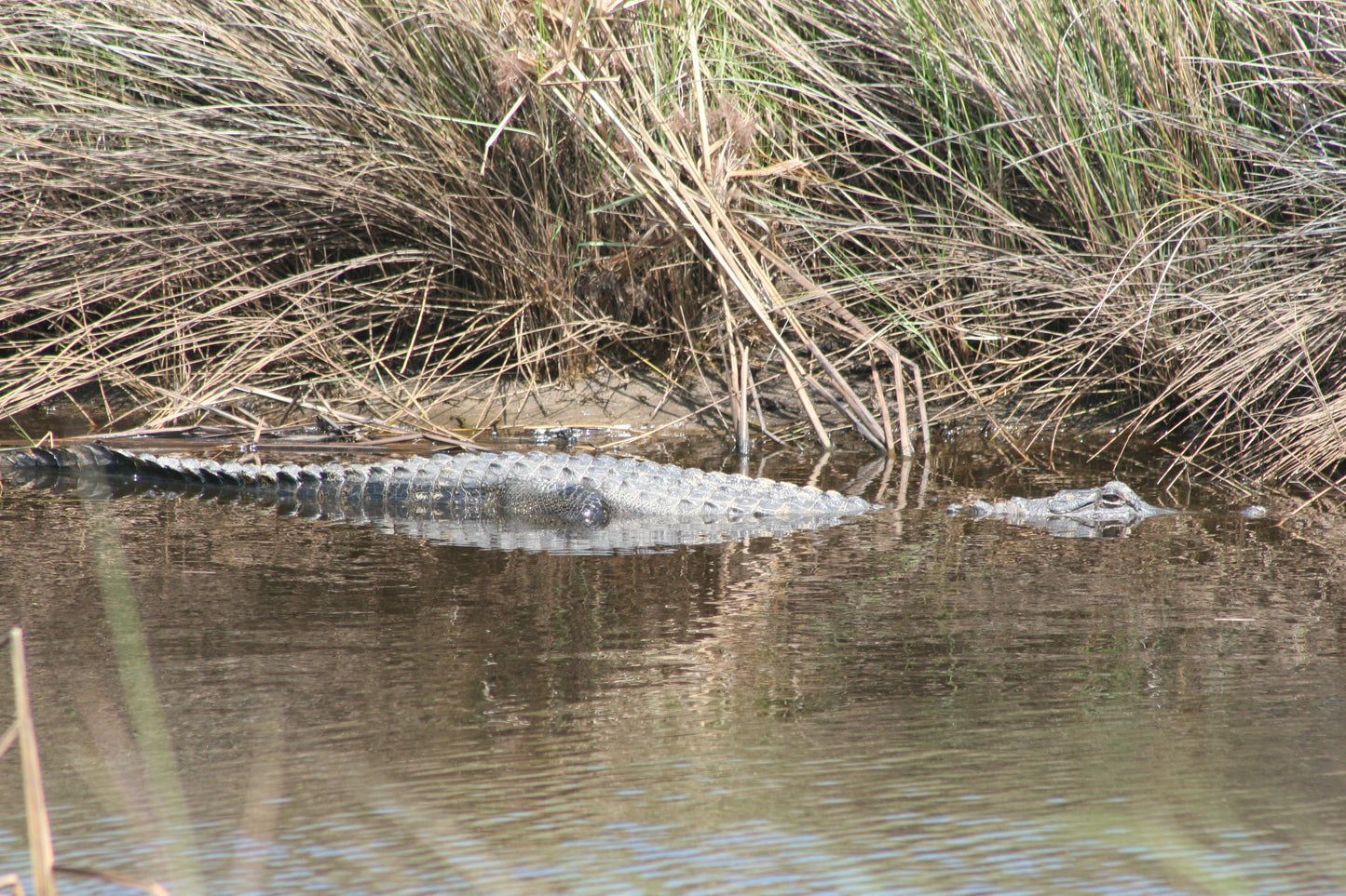 Alligator #0050 — BayouSelf Wildlife Archive | Louisiana Alligator Photo Download