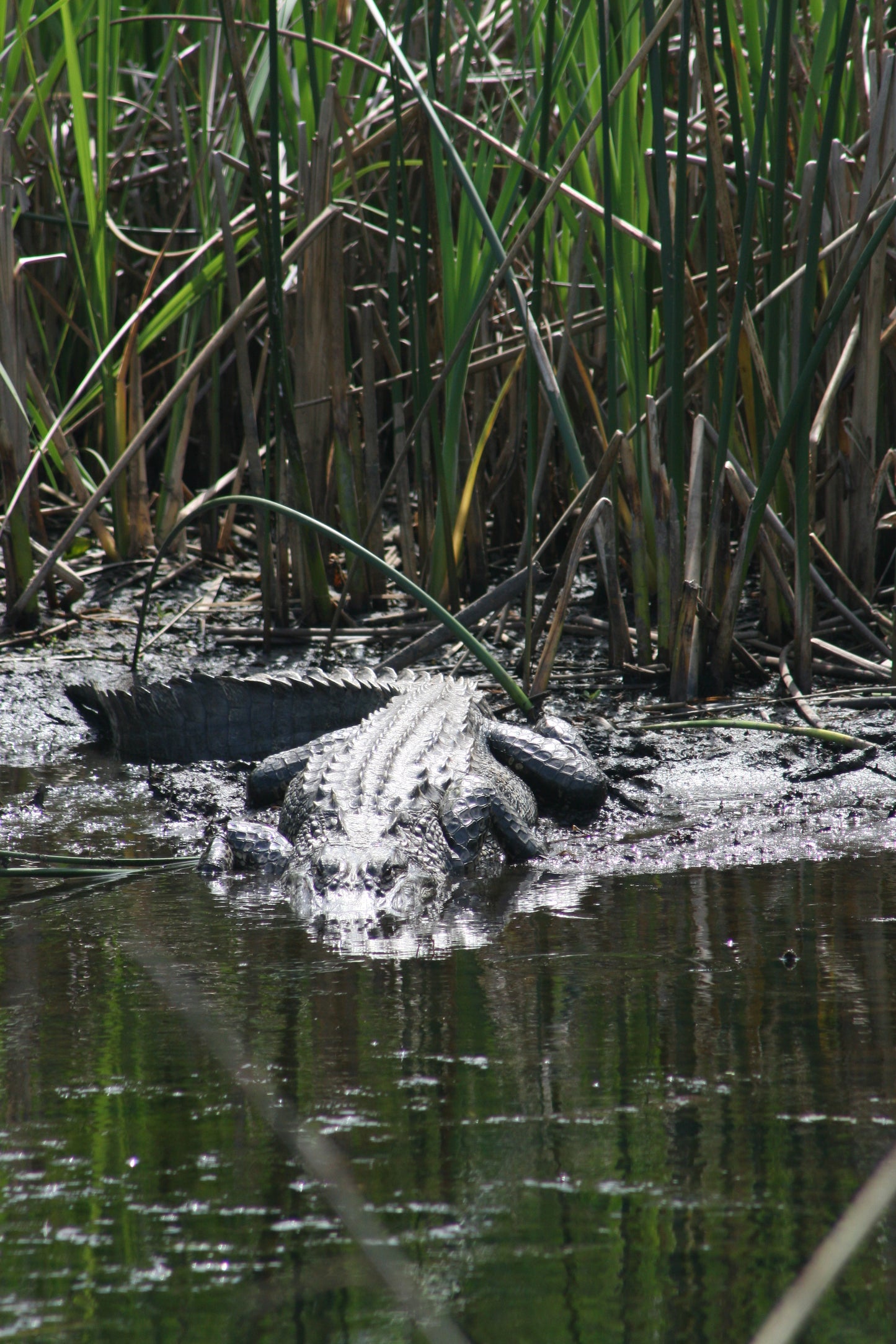 Alligator #0051 — BayouSelf Wildlife Archive | Louisiana Alligator Photo Download