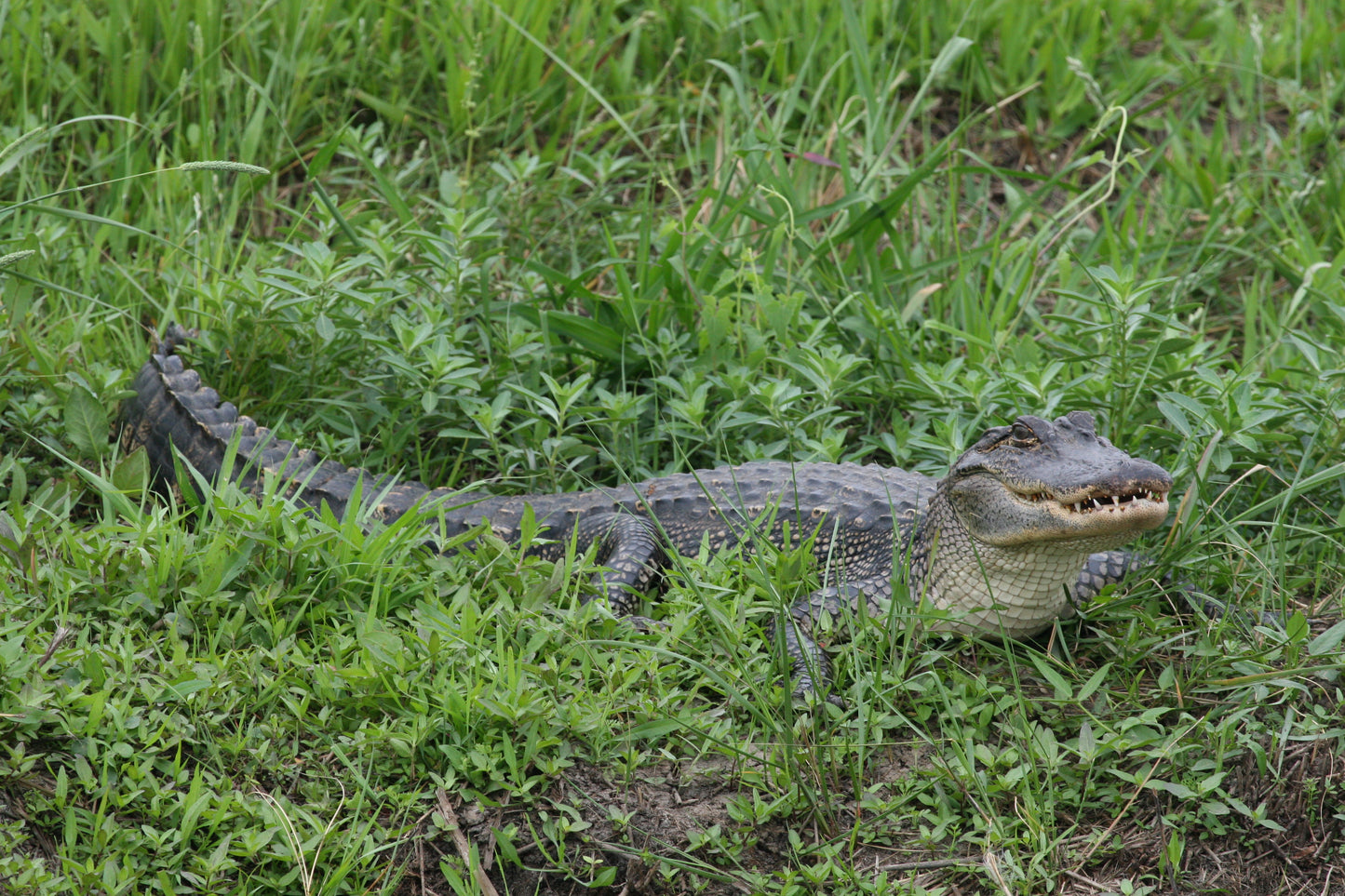 Alligator #0013 — BayouSelf Wildlife Archive