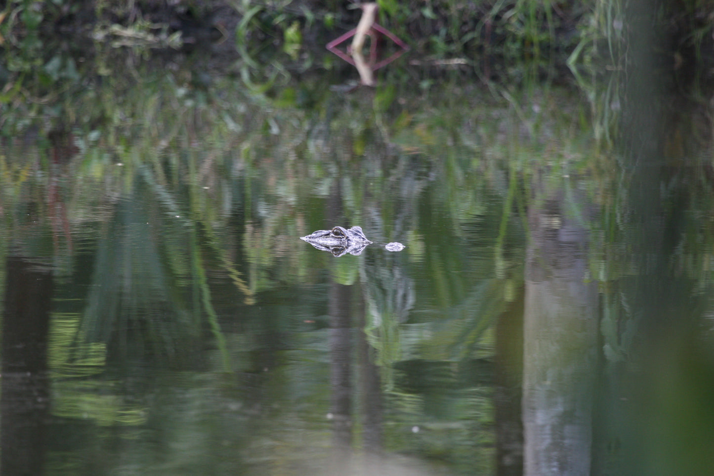 Alligator #0039 — BayouSelf Wildlife Archive | Louisiana Alligator Photo Download