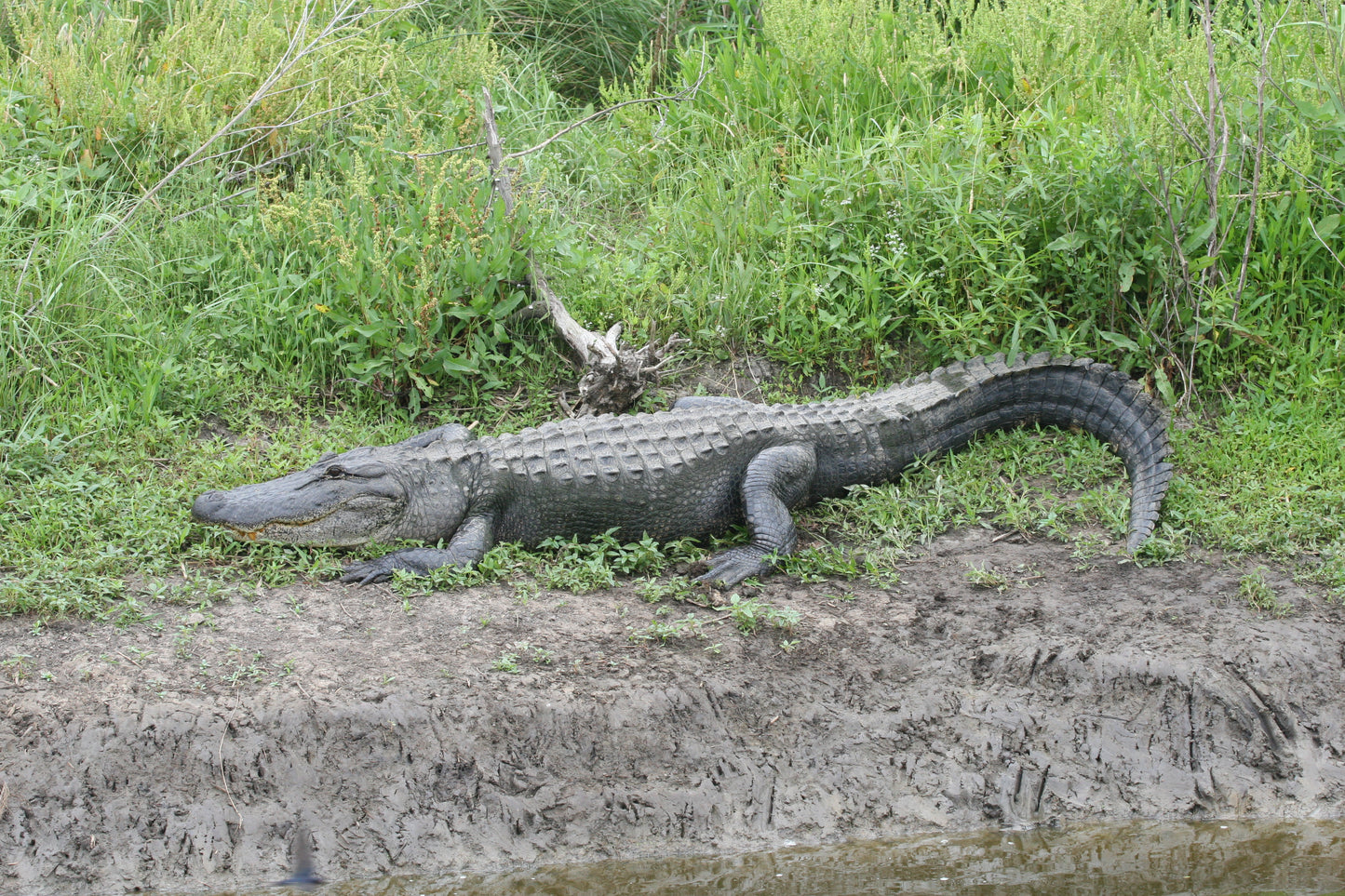 Alligator #0015 — BayouSelf Wildlife Archive