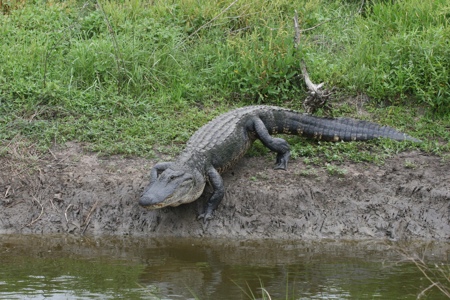Alligator #0016 — BayouSelf Wildlife Archive