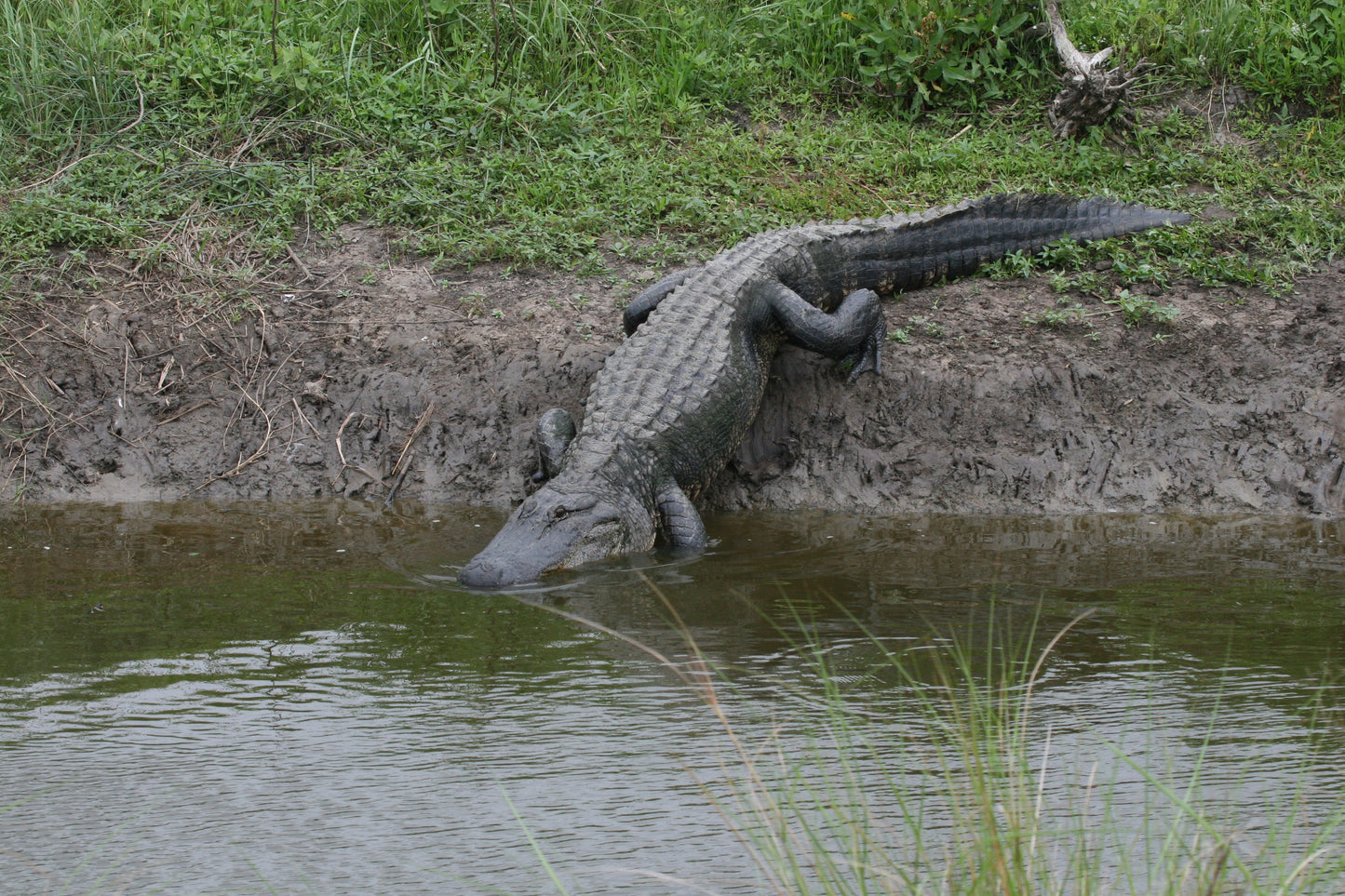 Alligator #0017 — BayouSelf Wildlife Archive