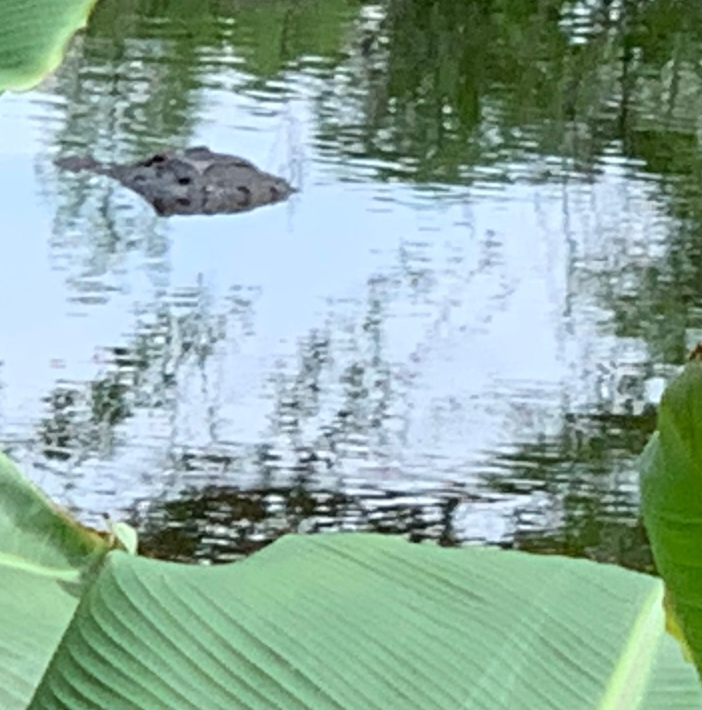Alligator #0043 — BayouSelf Wildlife Archive | Louisiana Alligator Photo Download