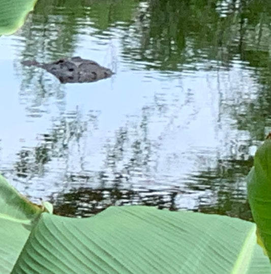 Alligator #0043 — BayouSelf Wildlife Archive | Louisiana Alligator Photo Download