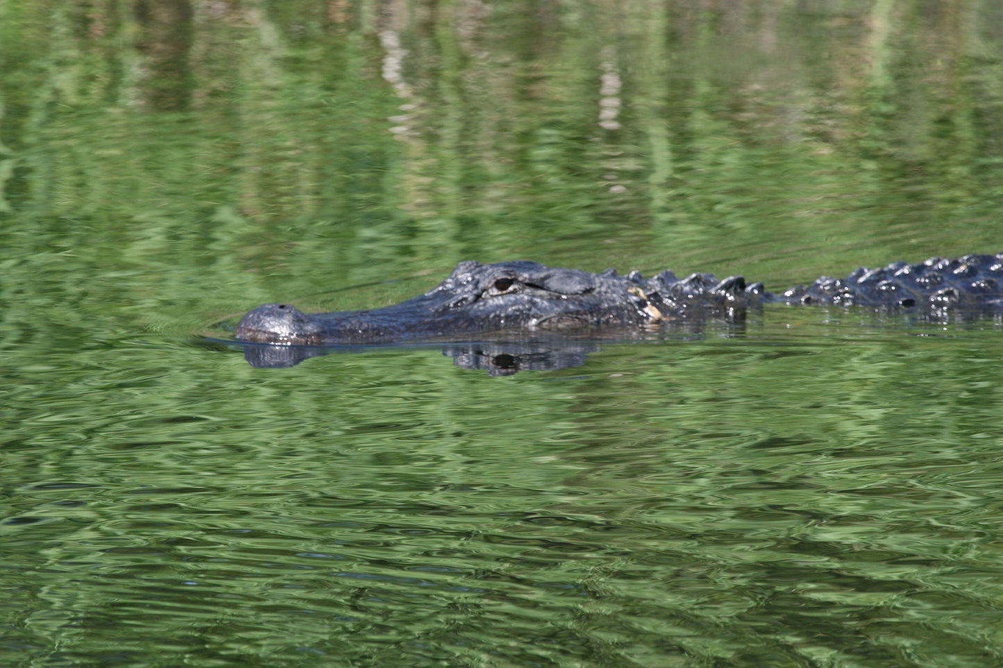 Alligator #0032 — BayouSelf Wildlife Archive | Louisiana Alligator Photo Download
