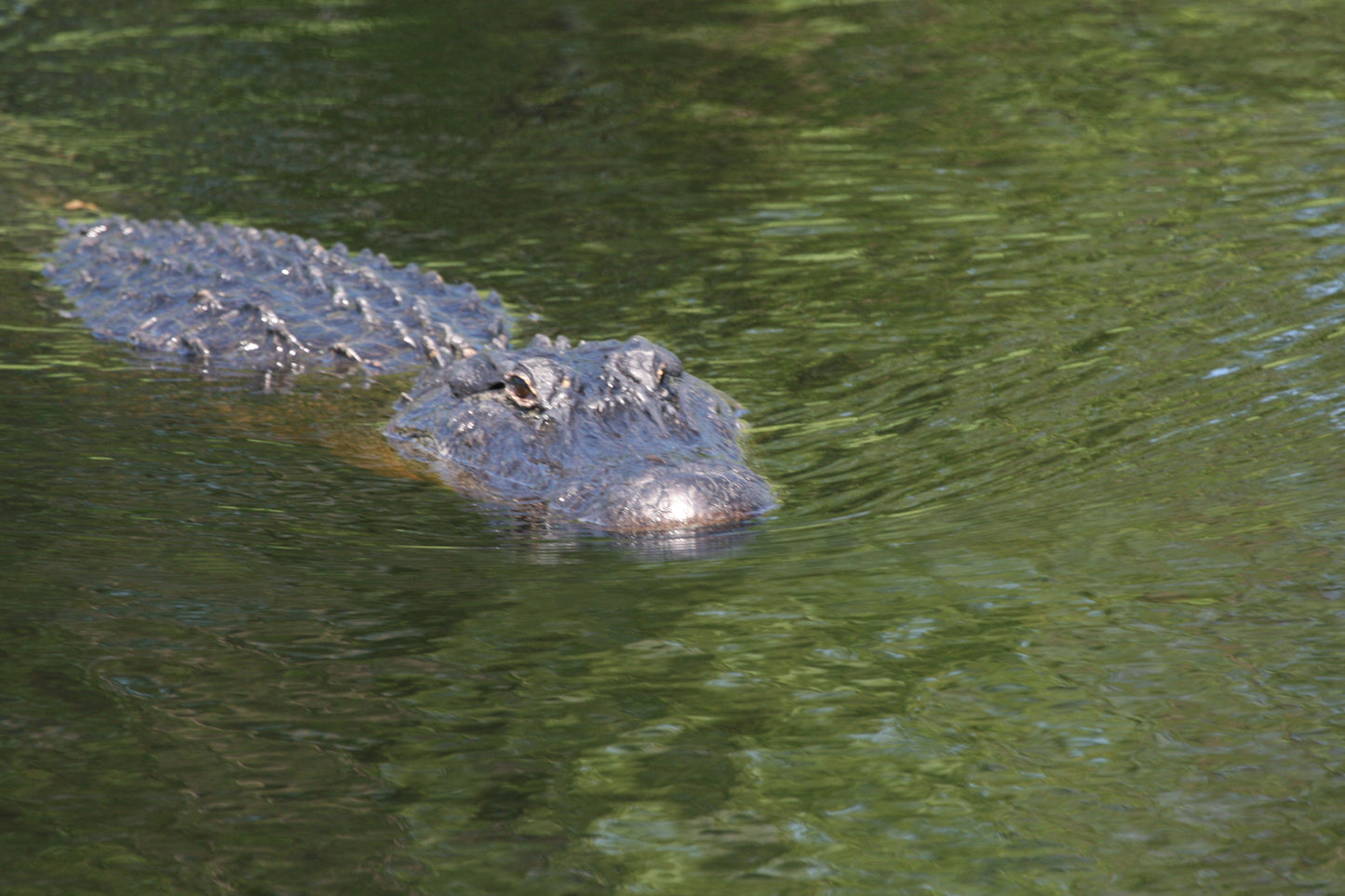 Alligator #0033 — BayouSelf Wildlife Archive | Louisiana Alligator Photo Download