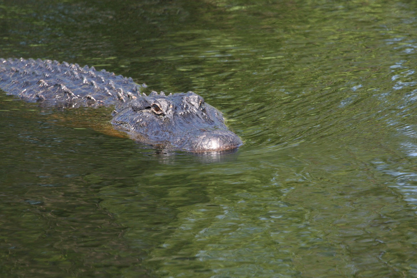 Alligator #0040 — BayouSelf Wildlife Archive | Louisiana Alligator Photo Download