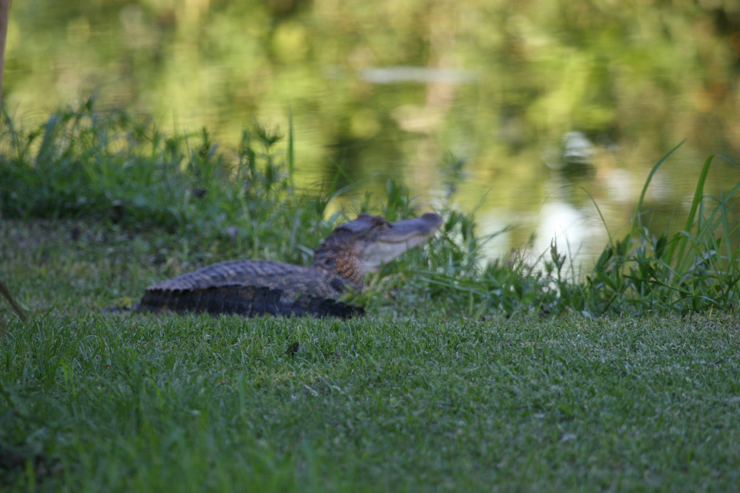 Alligator #0034 — BayouSelf Wildlife Archive | Louisiana Alligator Photo Download