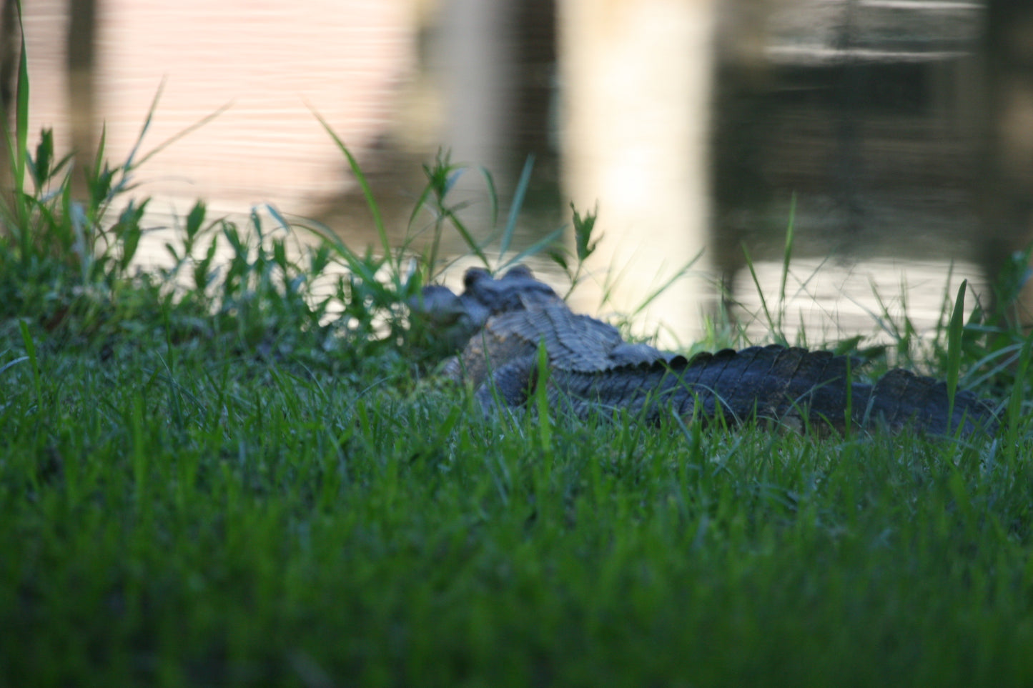 Alligator #0035 — BayouSelf Wildlife Archive | Louisiana Alligator Photo Download