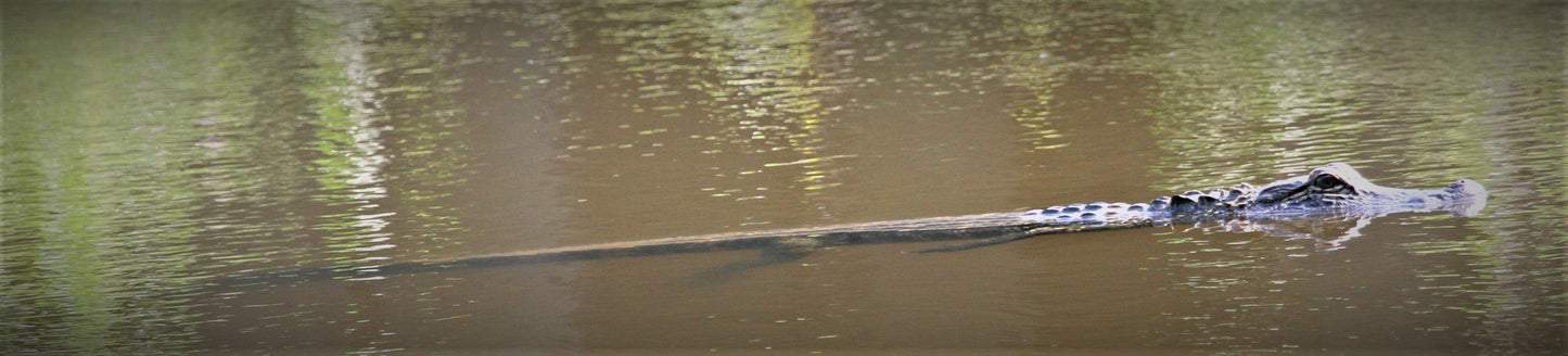 Alligator #0026 — BayouSelf Wildlife Archive | Louisiana Alligator Photo Download