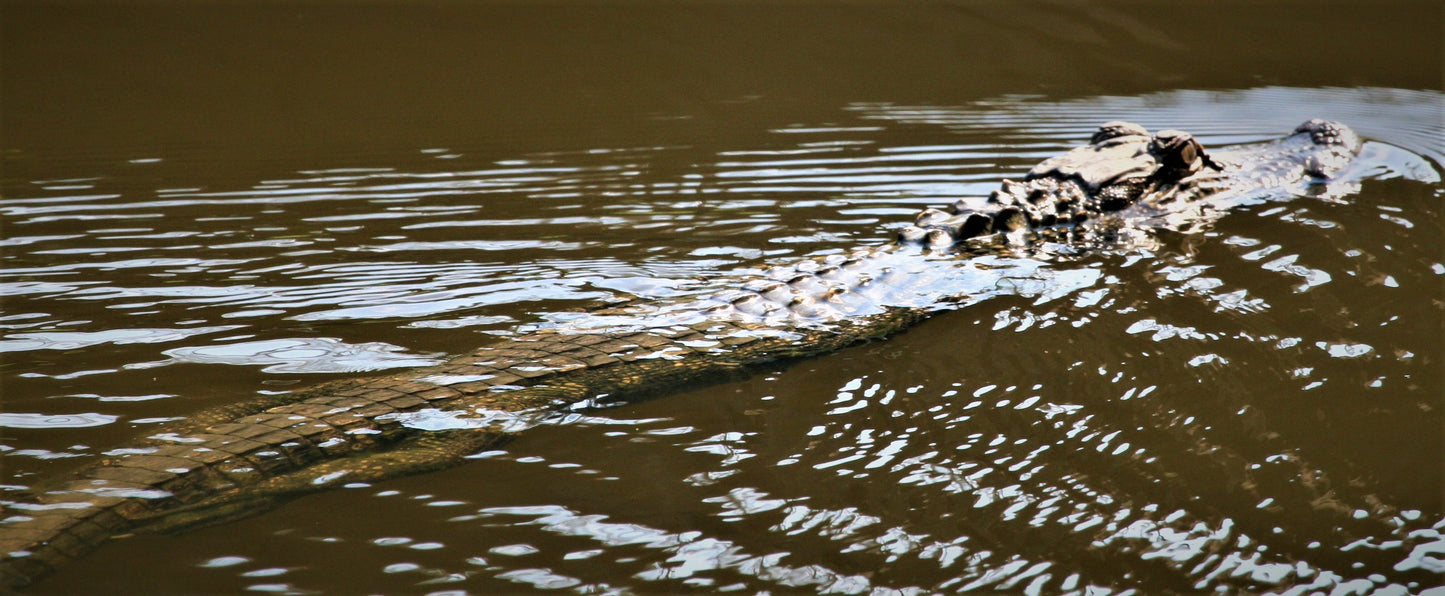 Alligator #0019 — BayouSelf Wildlife Archive