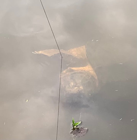 The Beast of Bayou Self: 140 Pounds of Ancient Thunder