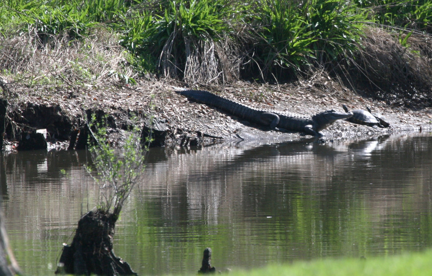 Alligator #0023 — BayouSelf Wildlife Archive