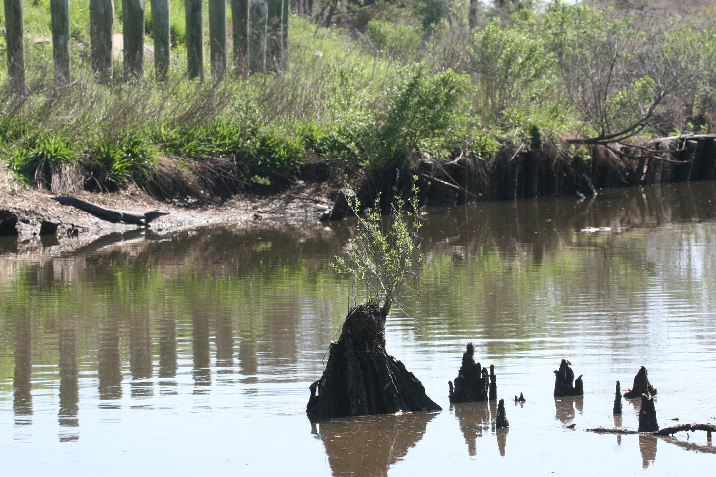 2 gators, one on bank, one swimming.