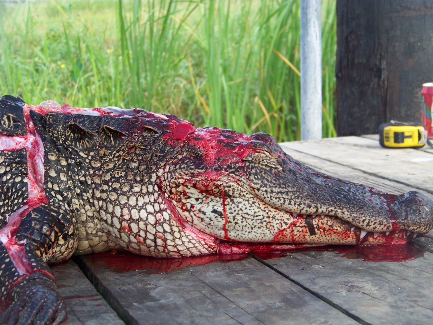 Alligator #0025 — BayouSelf Wildlife Archive | Louisiana Alligator Photo Download