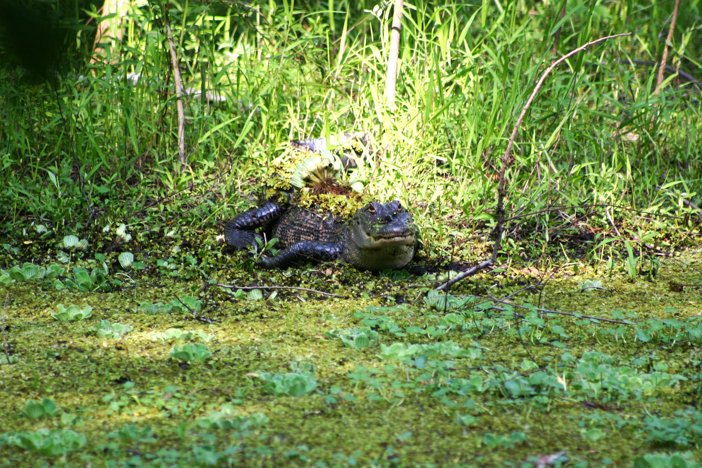 Alligator #0010 — BayouSelf Wildlife Archive