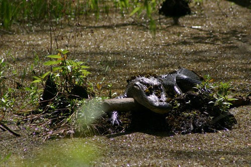 Alligator #0027 — BayouSelf Wildlife Archive | Louisiana Alligator Photo Download