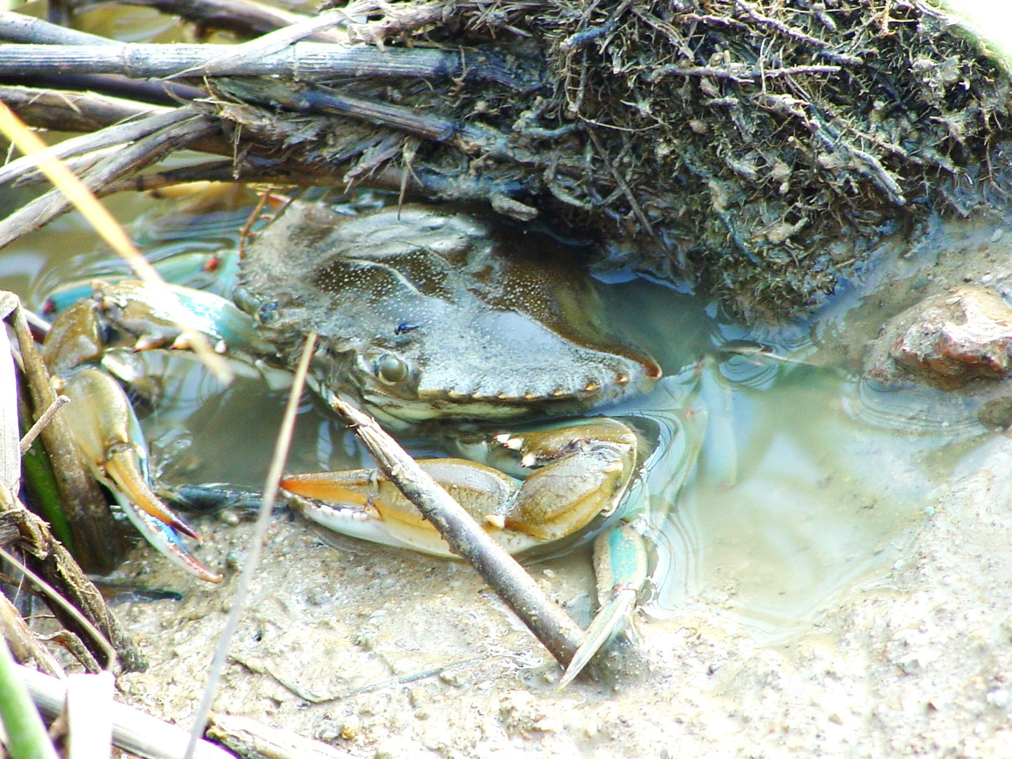 Crabbing 101 — Cajun Bayou Basics Class | Learn to Catch Blue Crabs | Big Mamou