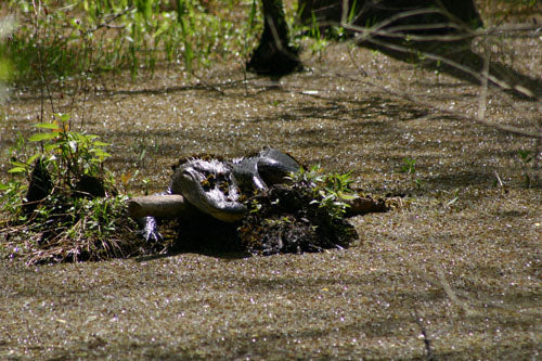 Atchafalaya Dragons, A series of images, from Pierre Part, Louisiana