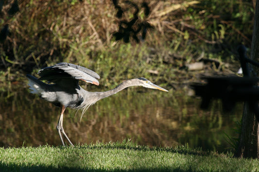 Great Blues, Down da bayou,/ “Grand Hérons Bleu, Bas du Bayou”