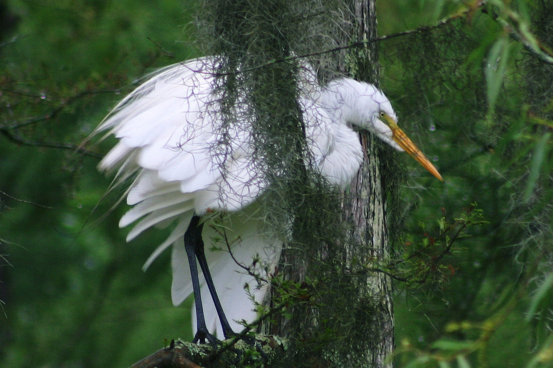 Stay away, is what this Egret is saying.