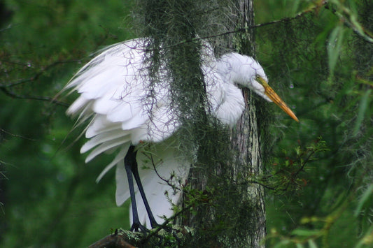 Stay away, is what this Egret is saying.