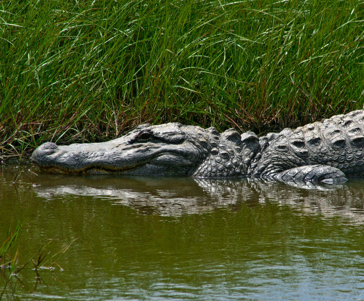 “1,000 Alligators: A Louisiana Wildlife Archive”