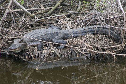Alligator #0001 — BayouSelf Wildlife Archive