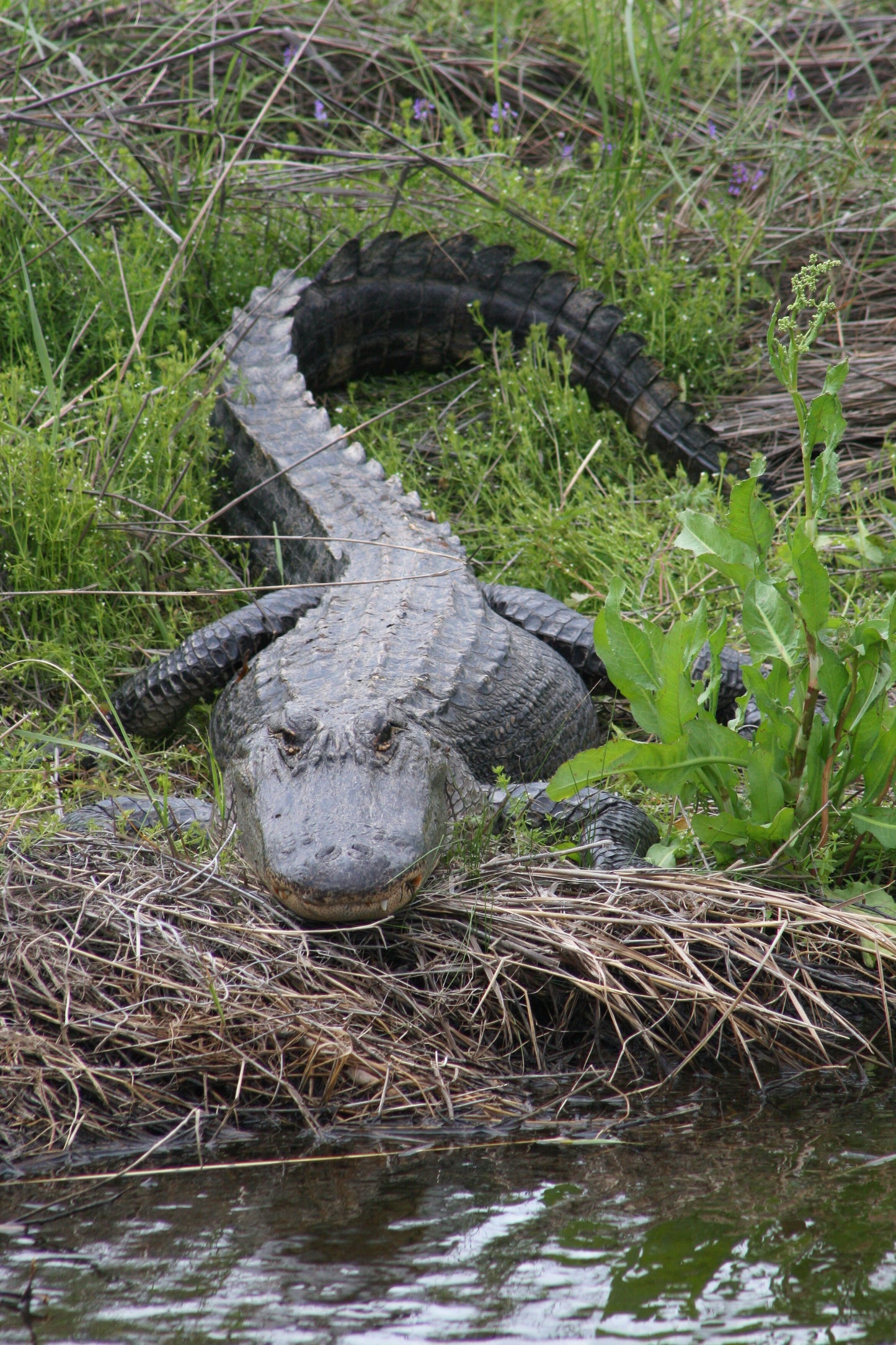 Alligator #0003 — BayouSelf Wildlife Archive