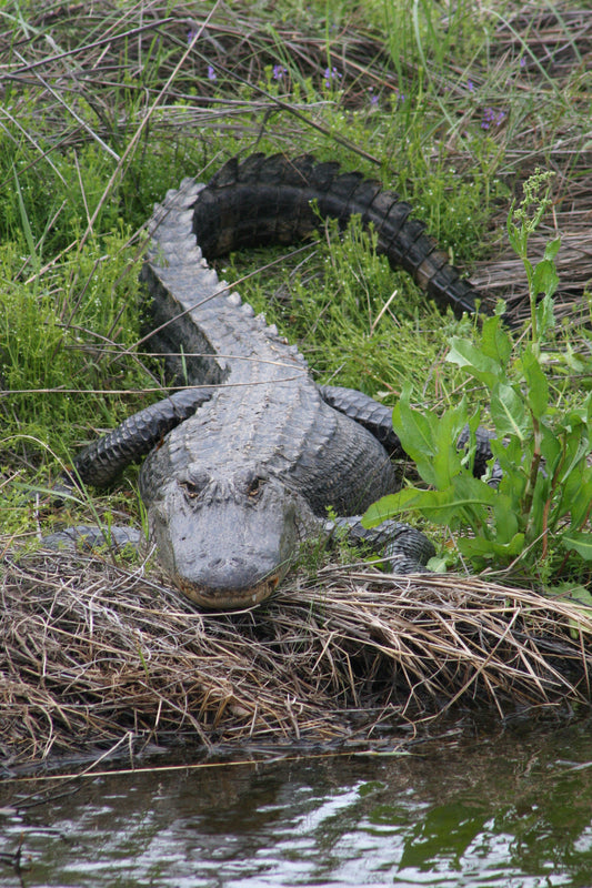 Alligator #0003 — BayouSelf Wildlife Archive