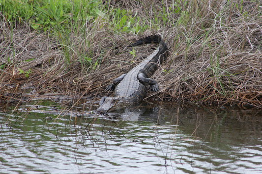 Alligator #0004 — BayouSelf Wildlife Archive