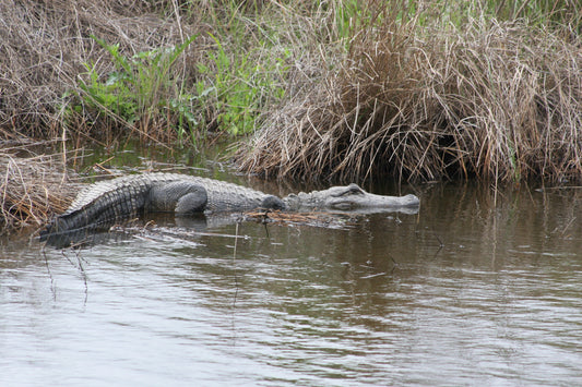 Alligator #0005 — BayouSelf Wildlife Archive