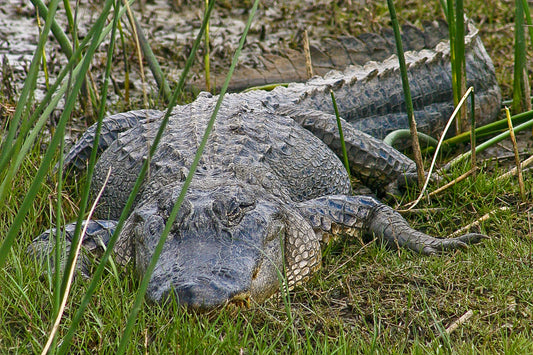 Gator on da grass, Huge female,  in da marsh, walked right up on her!